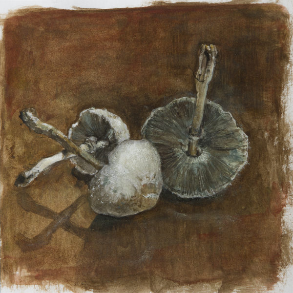 rydlinski-mushrooms-web